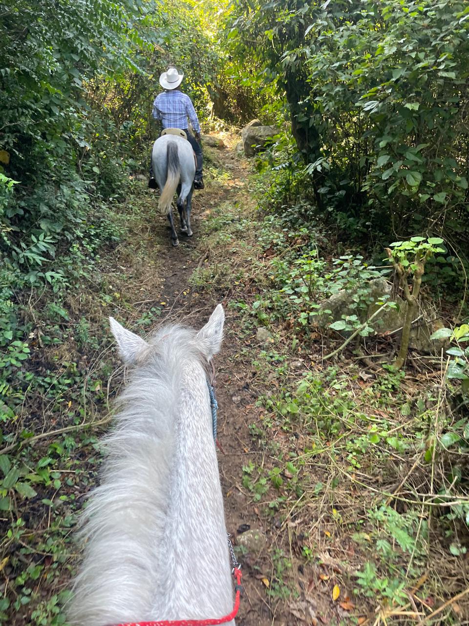 horse
